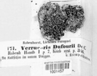 Verrucaria dufourii image